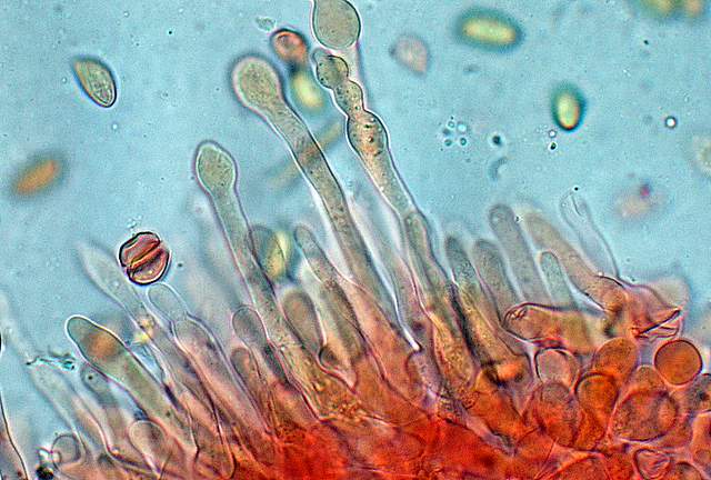 Galerina spec. Cod.: 0947-07